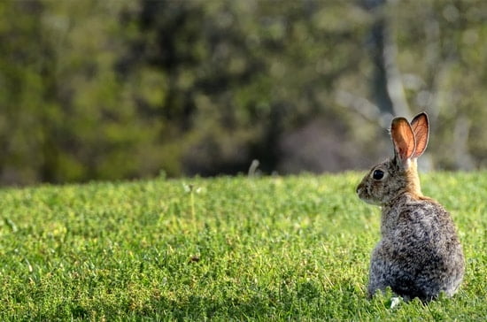 rabbit thumps for no reason