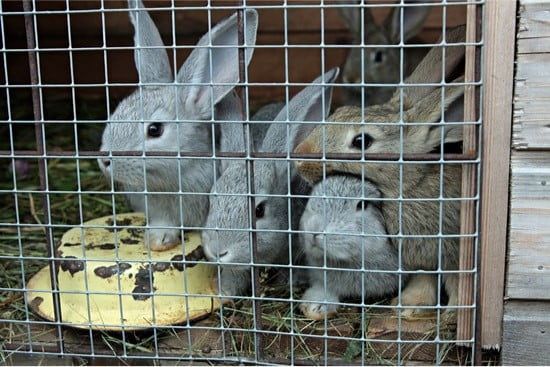 rabbit vil ikke gå i hutch om natten?