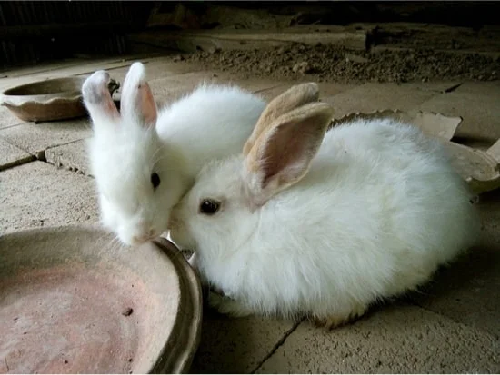 rabbits putting noses together