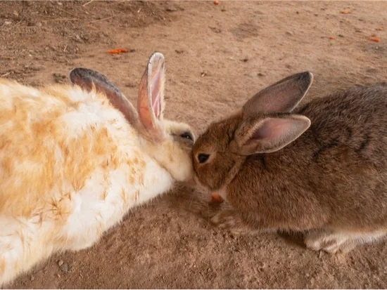 rabbits touching noses