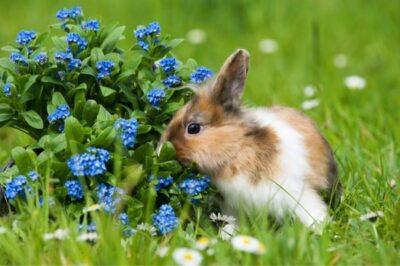 types of dwarf rabbits