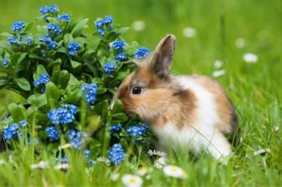 smallest rabbit breeds