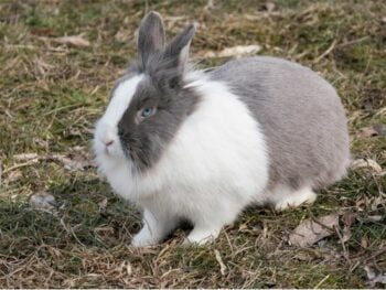 smartest breed of rabbit