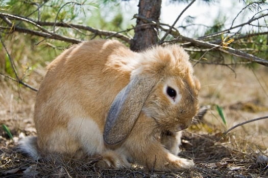 Can Rabbits Find Their Way Home?