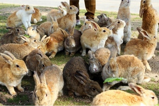 Can Wild and Domestic Rabbits Live Together?