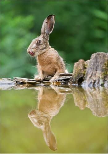 Do Pet Rabbits Like to Swim?