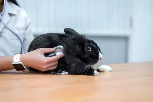 Do Rabbits Have Sweat Glands?