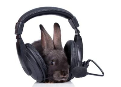 Do Rabbits Like Listening to Music?