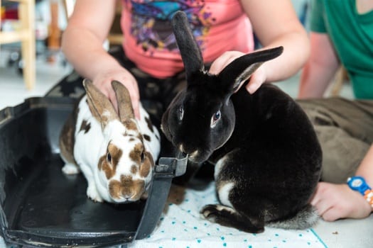 rabbit happy to see owner