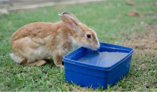 What Do Rabbits Eat And Drink? 