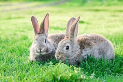 How to Tell if a Rabbit is Wild or Domestic