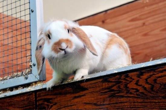 How to keep a rabbit cage from smelling bad