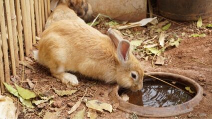 Rabbit Drinking a Lot of Water
