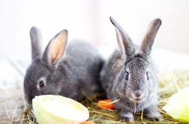 What foods are toxic to rabbits?
