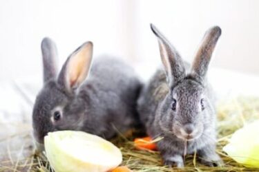 unsafe food for rabbits