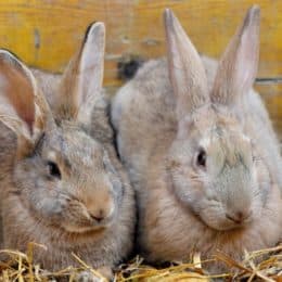 How Do Rabbits Stay Warm in Winter? — Rabbit Care Tips