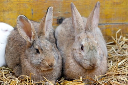 female rabbit in heat