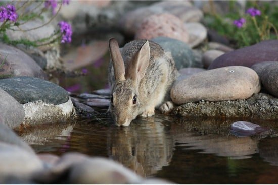 Why do rabbits not drink water?