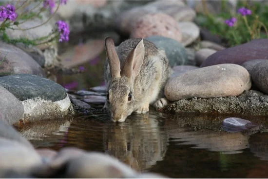 Why do rabbits not drink water?
