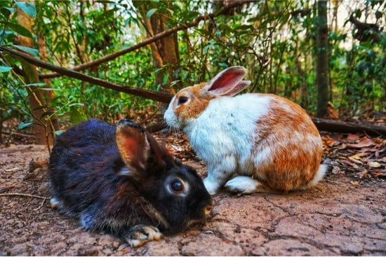 Why do rabbits pull out their fur?