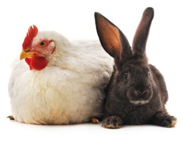 can chickens give rabbits diseases?