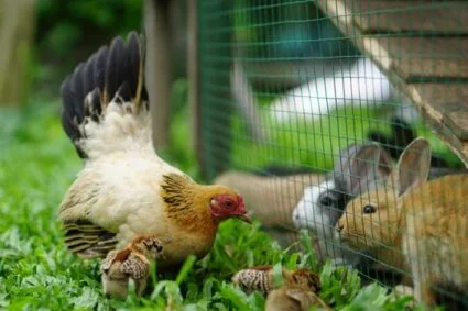 can rabbits and chickens live together?