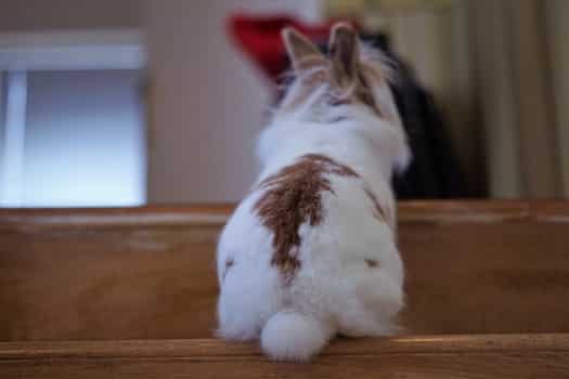 can rabbits climb up and down stairs?