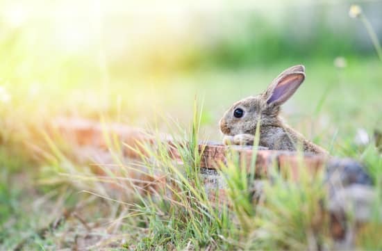 can rabbits climb walls?