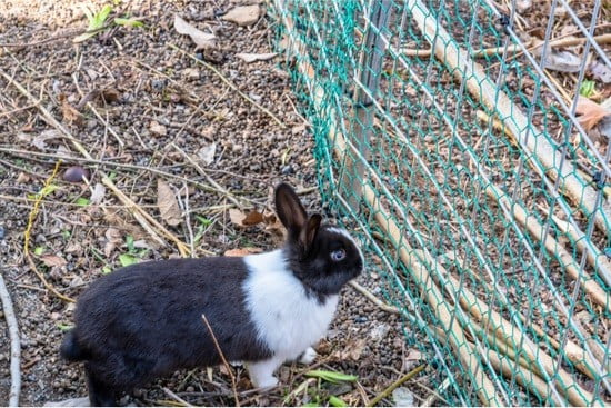 can rabbits climb wire fences?