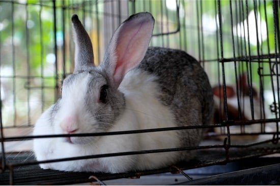 do rabbits get bored in their cage?