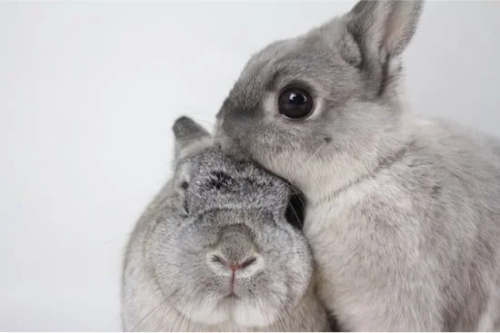 do rabbits remember their siblings?