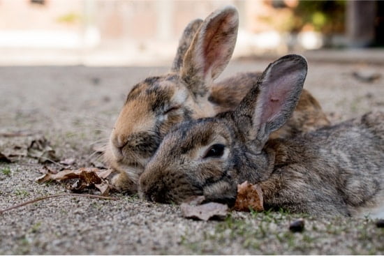 Can domestic bunnies live in the wild