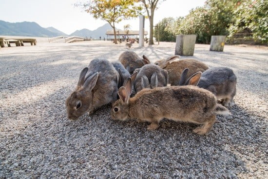 do wild and domestic rabbits get along?