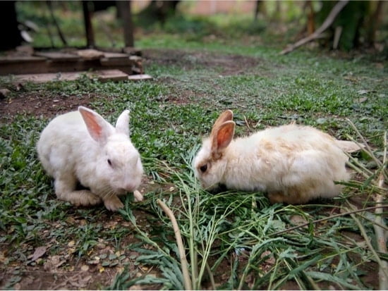 female rabbit pulling fur out of male