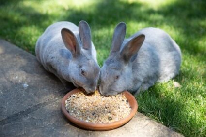 can rabbits eat dog food