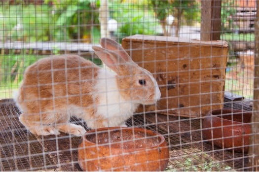 how do you disinfect a rabbit cage?