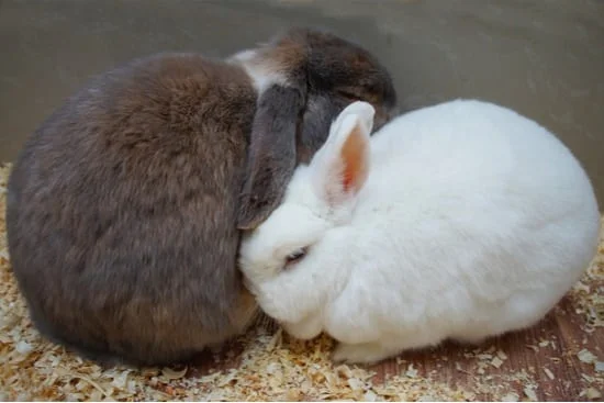how long do rabbits stay in heat?