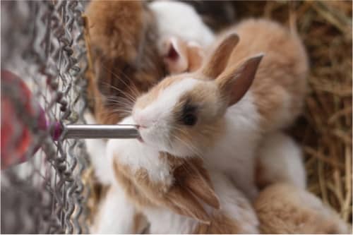 how to get a rabbit to drink water