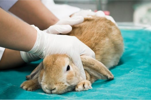 how to get rid of walking dandruff on rabbits