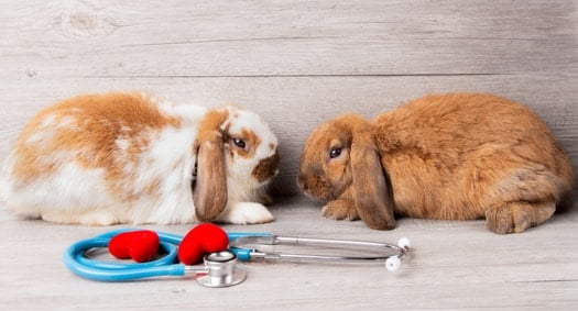 how to keep a pet rabbit healthy