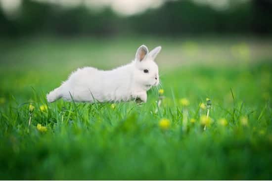 how to keep your rabbit happy