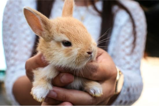 how to maintain a healthy rabbit