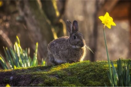 how to tell the difference between wild and domestic rabbits