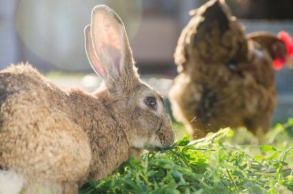 keeping chickens and rabbits together