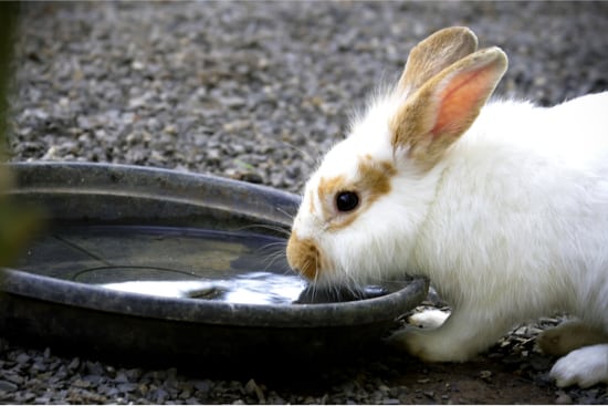 Rabbit drinking water