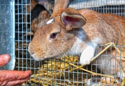 outdoor rabbit hutch set up