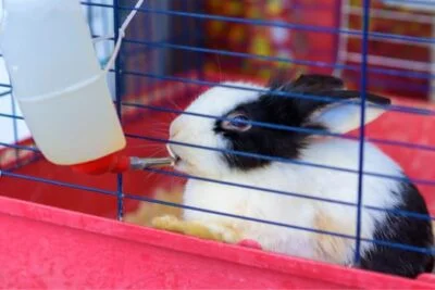 polydipsia in rabbits