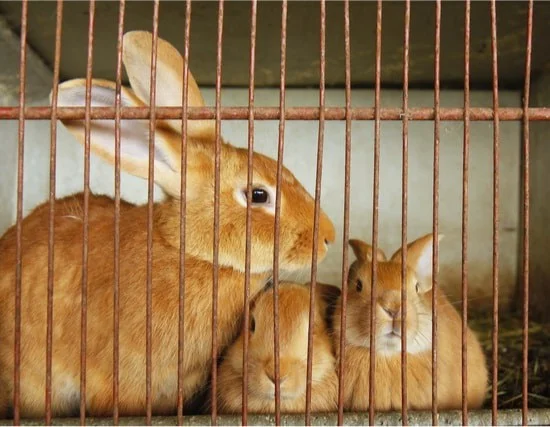 rabbit cage smells like fish
