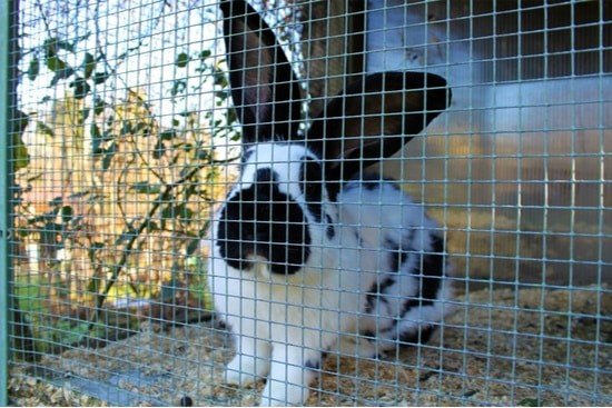 rabbit hutch stinks