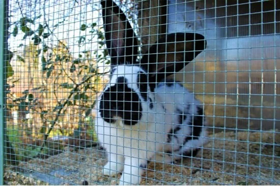 How to Keep a Rabbit Cage from Smelling Bad Rabbit Care Tips